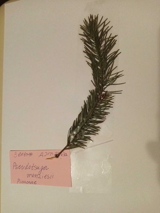 Хербарии ЛТУ-Ботаника