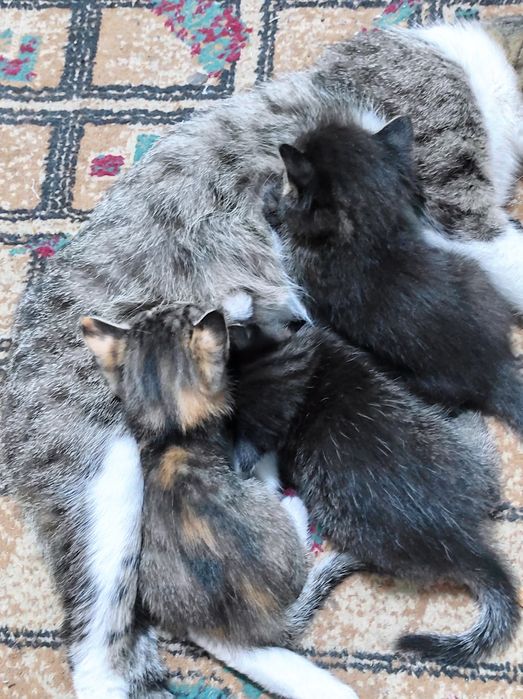 Котята в добрые руки