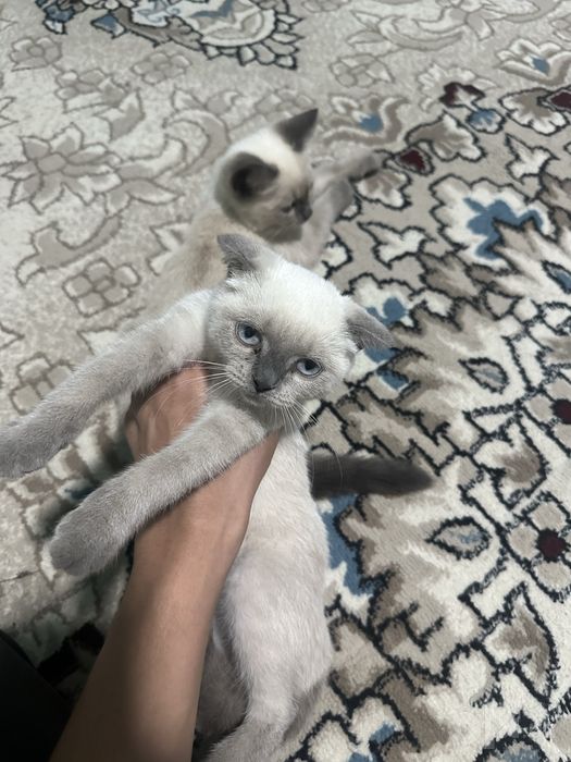 Сиамские котята с голубыми глазами