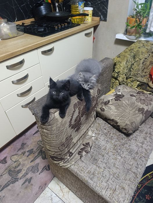 Котята ищут родителей