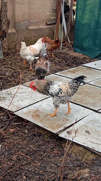 Xoʻroz sotiladi uyda boqilgan