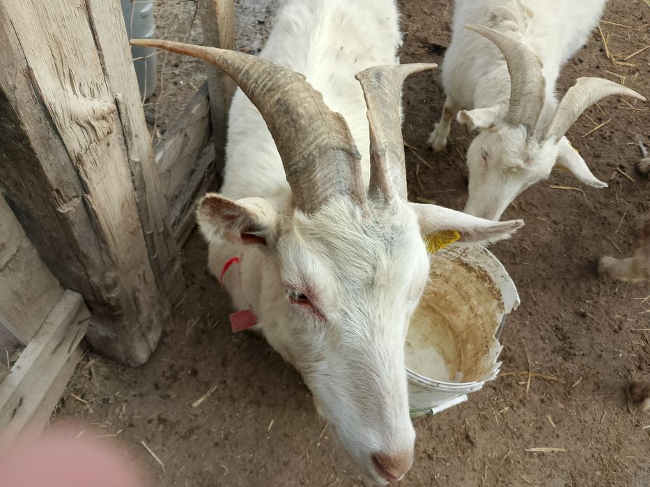 Заанен ешкілер сатылады