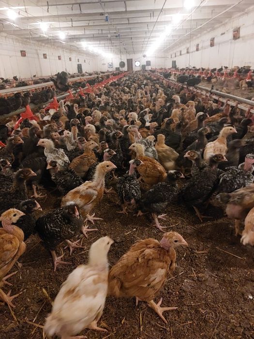 Pui alb de carne și rasa mixta