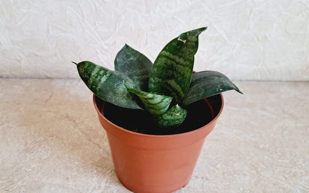 Комнатные цветы.