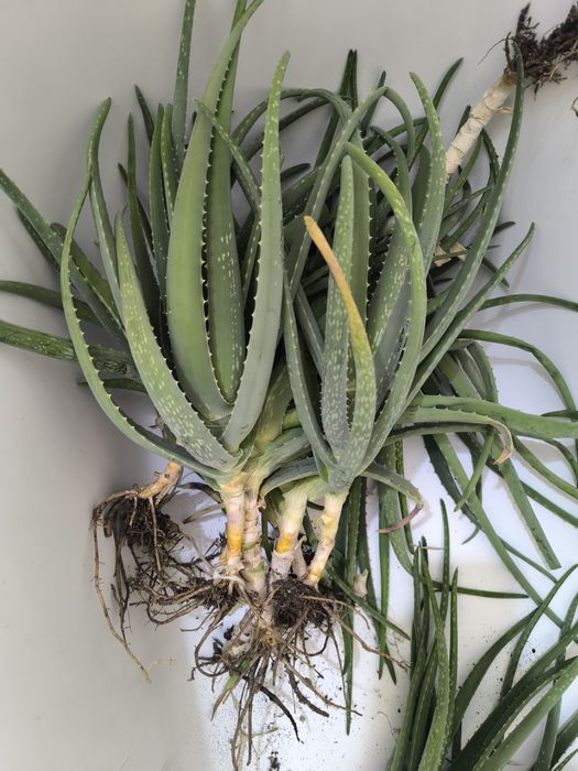 Отдам все алоэ за шоколатку