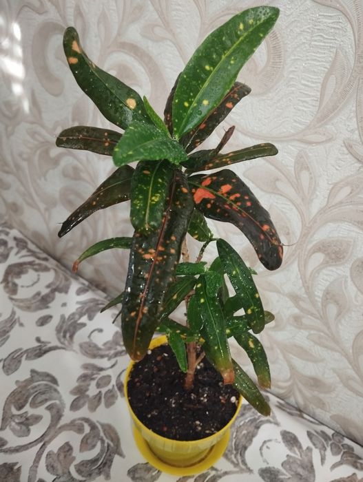 Продам Кодиеум продам