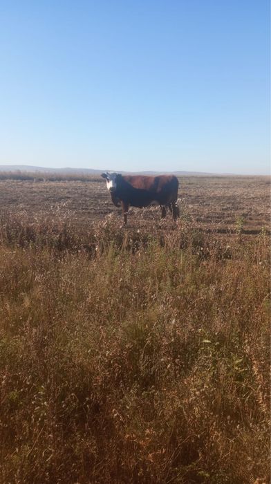 Карова жирная продаю