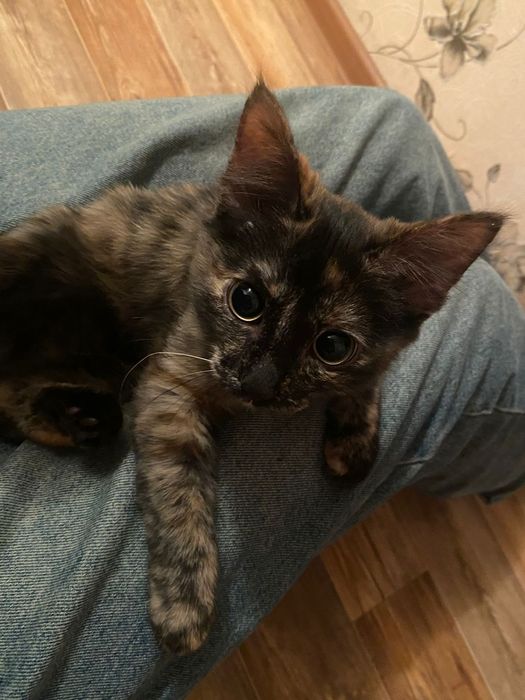 Котенок девочка ищет дом