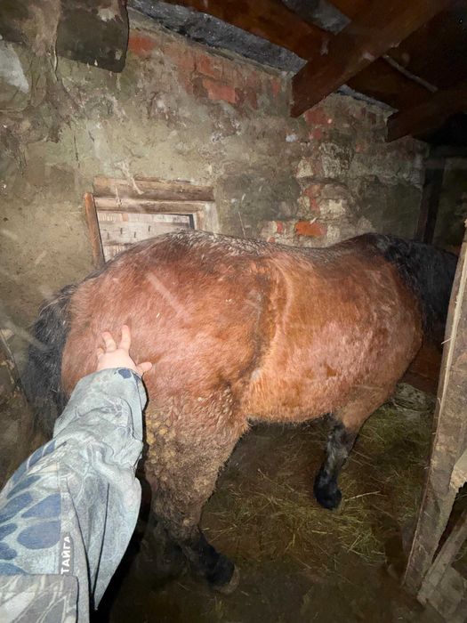 Продам кобылу...