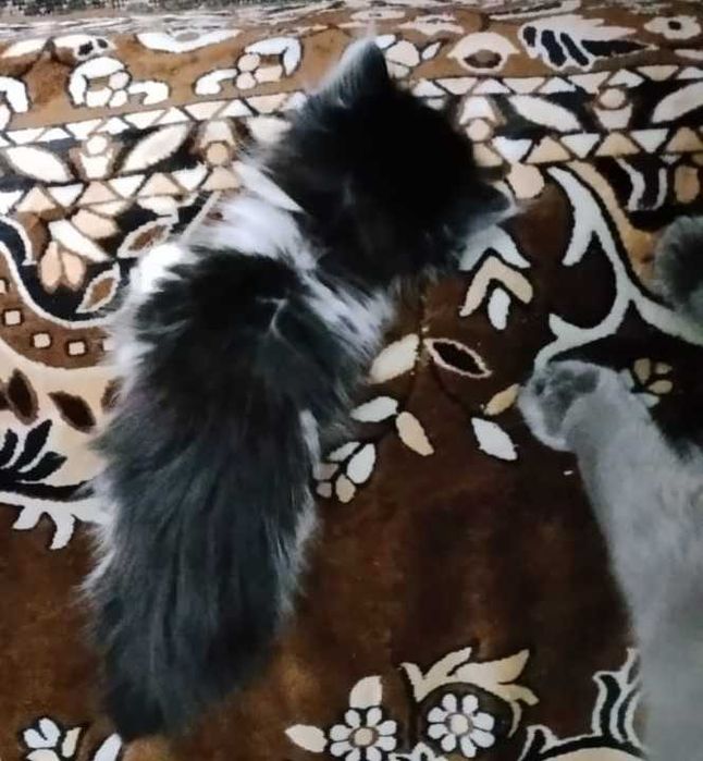 Отдам котенка в хорошие руки!!!