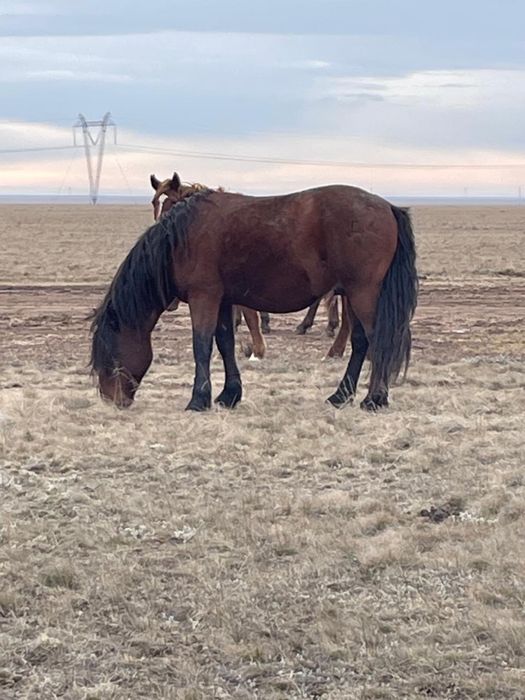 Продам жеребца , айғыр сатамын
