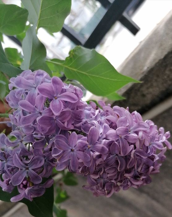 Люляк, градинска юка, аукуба, трилистник, ирис, годжи бери