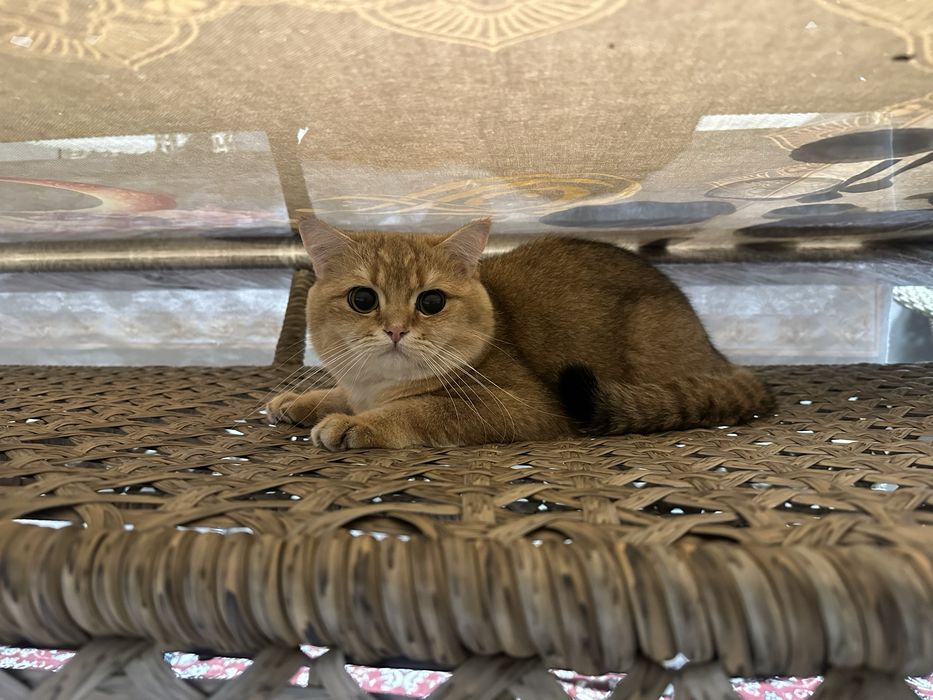 Продаю срочно золотую шиншиллу