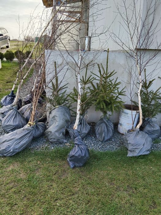 Magnolie mesteacăn buxus tei brad
