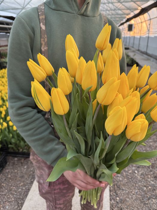 Луковицы тюльпанов