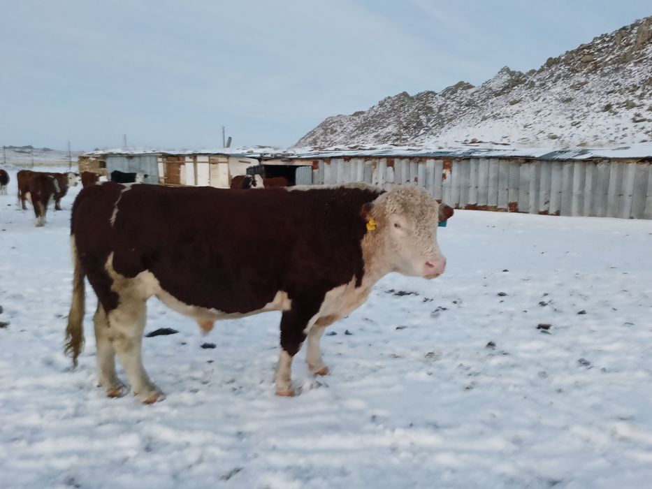 Продам быка. 5 лет