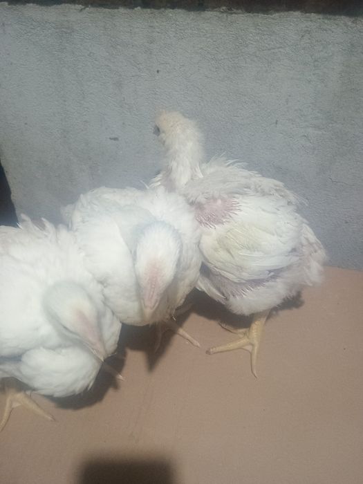 Pui de carne și rasa mixta