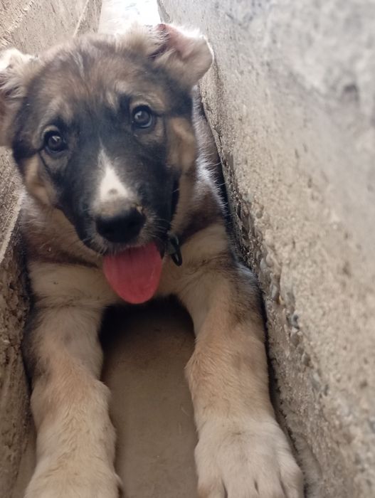 2 oylik ayol Kavkaz avcharkasi va Alabay chatishmasi baquvvat narsa