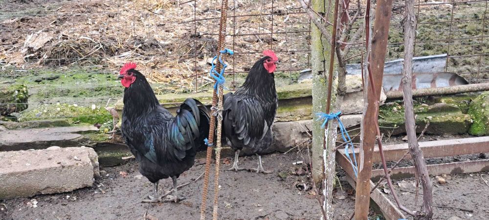 2 Cocosi australop negru si albastru