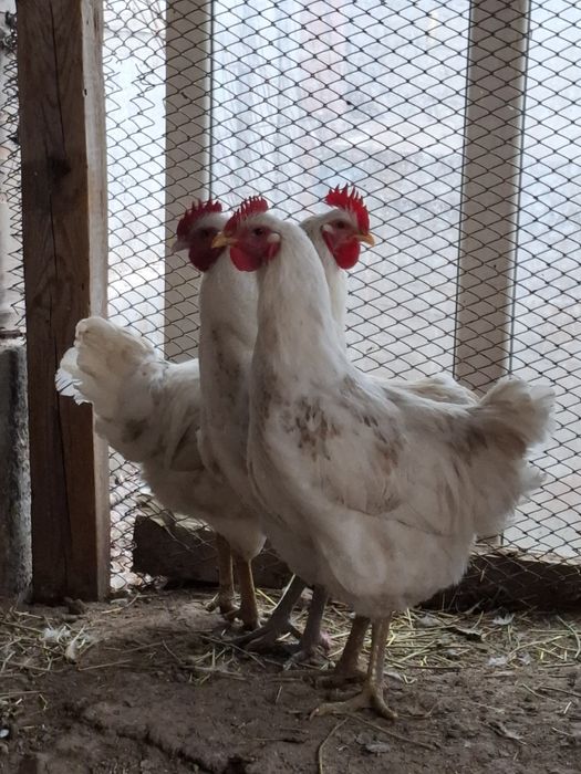 Джерси гигант әтештер.