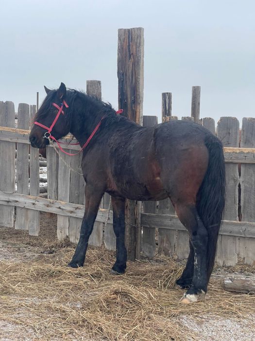 5 жасар айгыр сатылат