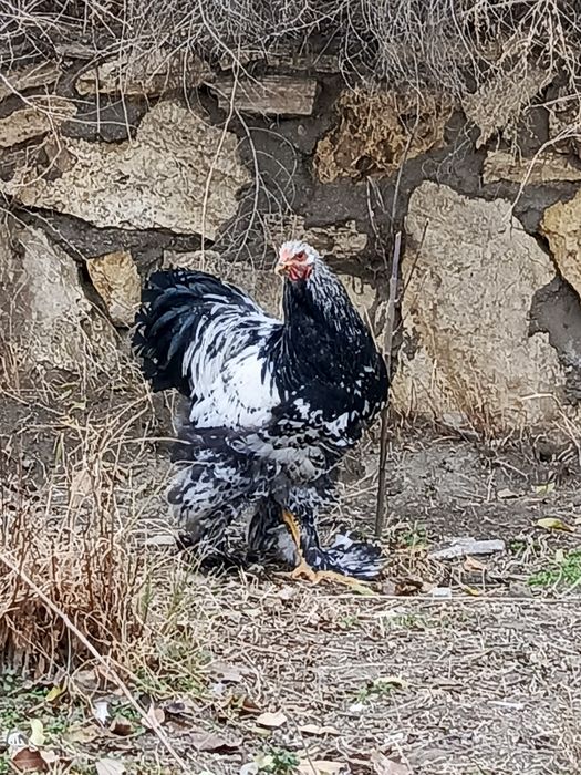 Brama xoʻroz sotiladi