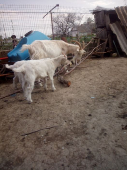 Vand/schimb tap 1 luna