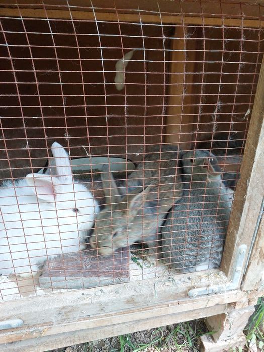 Продам кроликов 5 штук