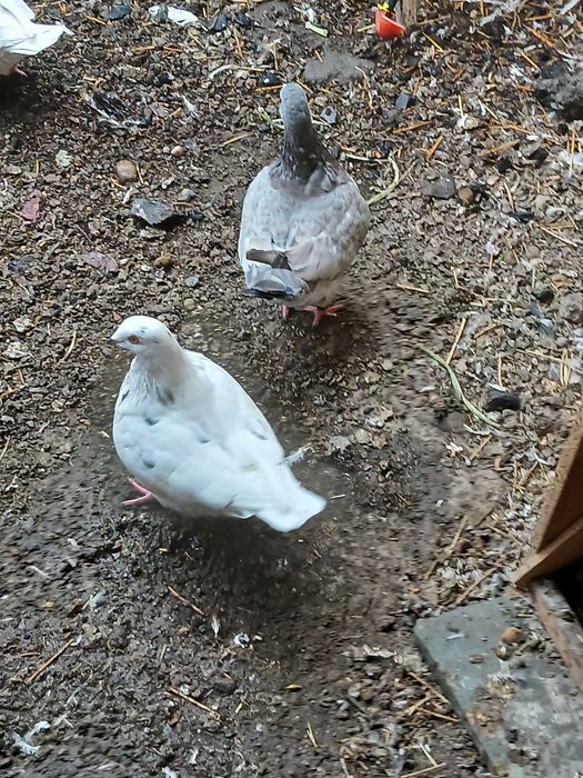 Porumbei texani