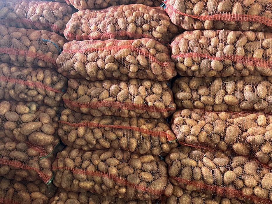 Cartofi mari pentru mancare bio