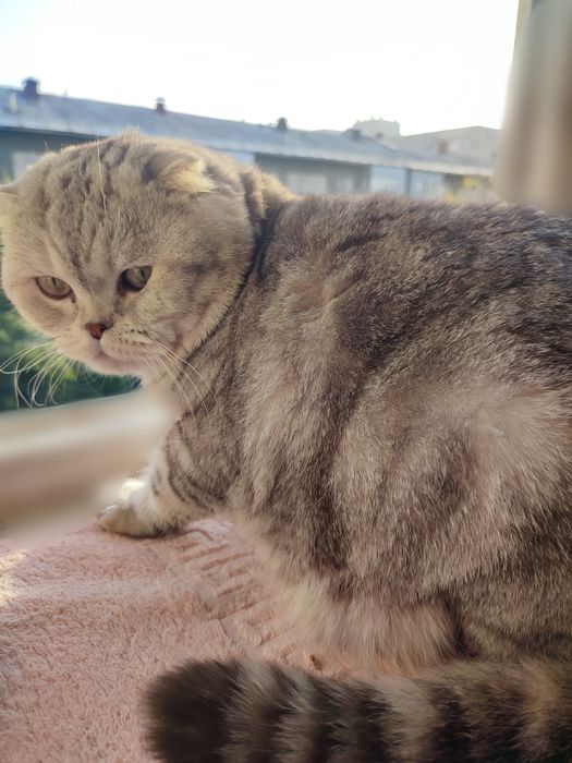 Шотландский вислоухий кот. Вязка