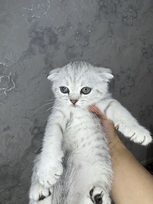 Sotuvda mushichalar