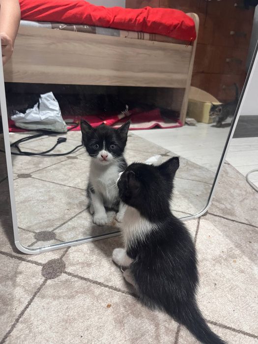 Котенок в добрые руки