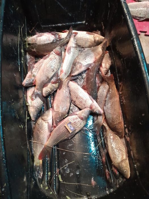 Сазан сатылады свежый