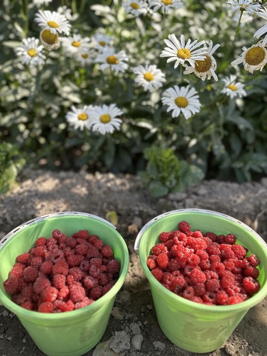 Малина домашняя местеая