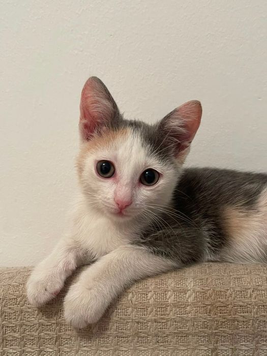 Котенок ищет семью. 2 мес. Девочка. Привита