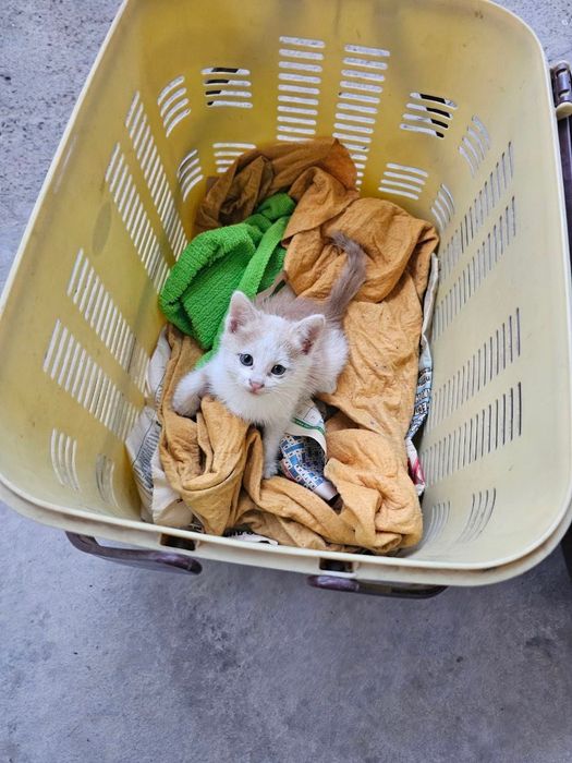 Котёнок, отдам даром