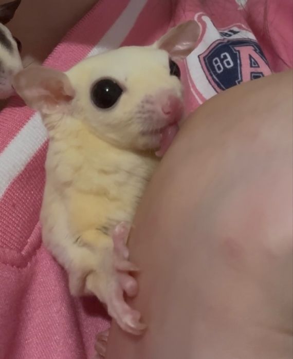 veverita zburatoare sugar glider