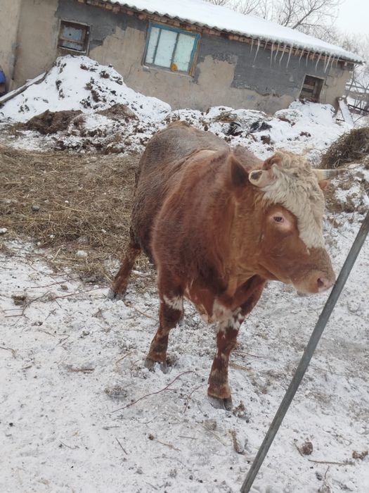 Продам бычка  7 бас