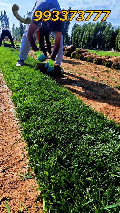 Живой газон биринчи қўл