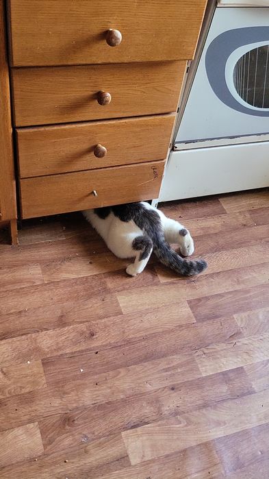 Отдам красивого кота