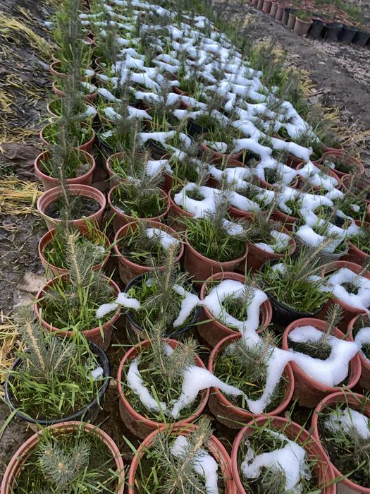 Продаю Голубые и Серебристые Ели в горшках