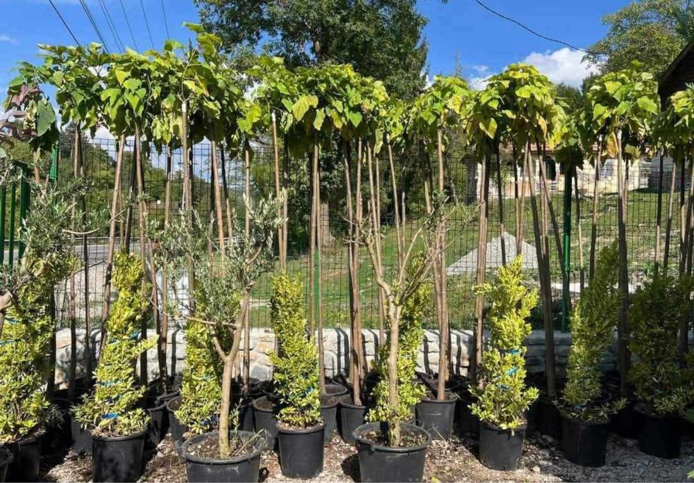 Catalpa copac ornamental frunze mari umbra rapida gradina