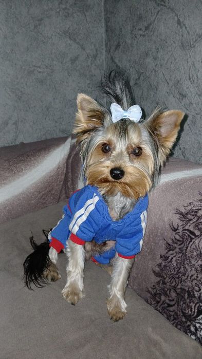 Йоркширский терьер  ищет невесту