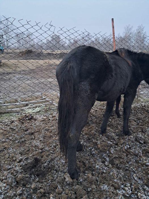 Лошади кобылы продаются