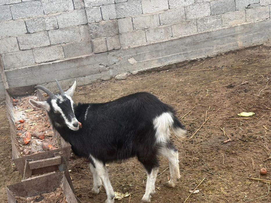 Орыс ешкі сатылады