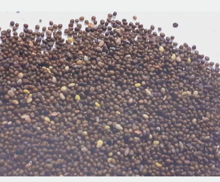 Vând semințe de lucernă ghizdei trifoi