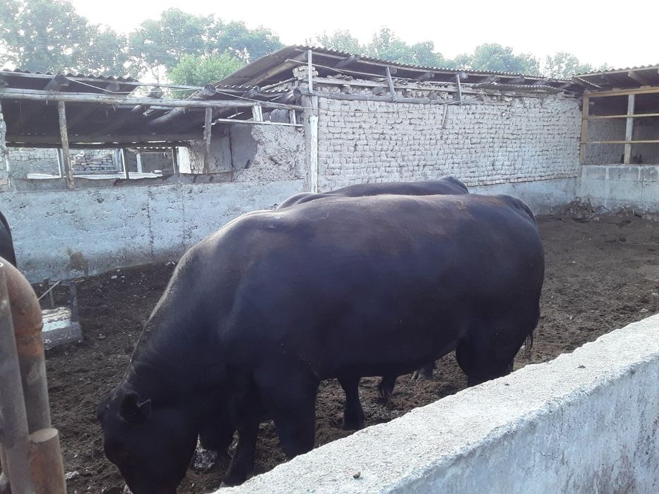 Продаётся в дачном участке дача.сотилади фнпз томонда дача.