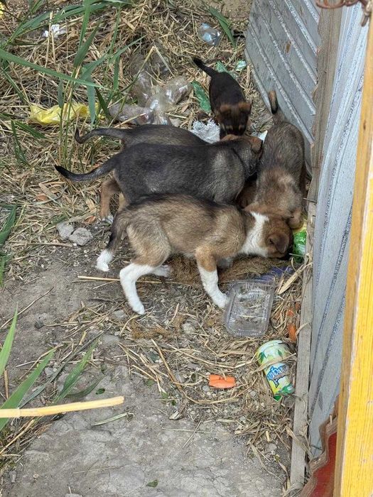 щенки бесплатно тегін