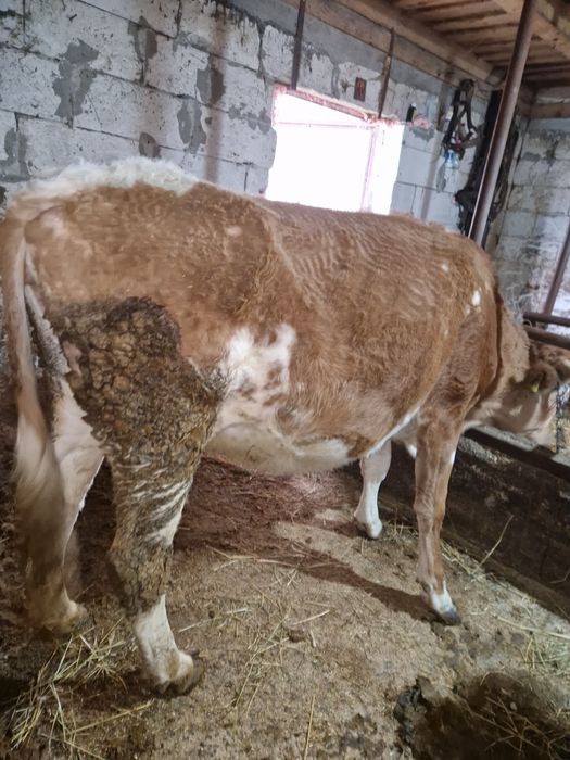 Vacă la al 2-lea vițel